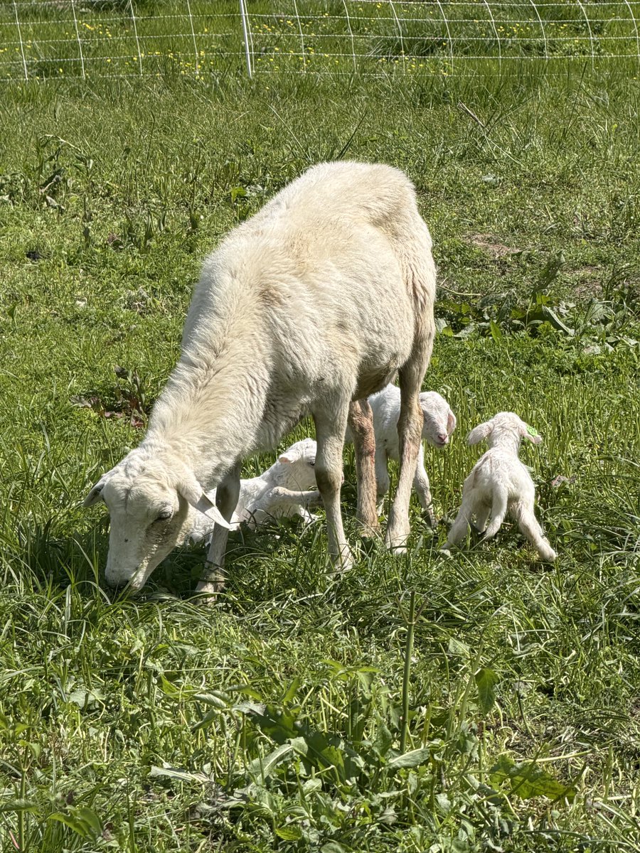 farmer Todd 🐄🐐🐖🐑🦙🐓 tweet media