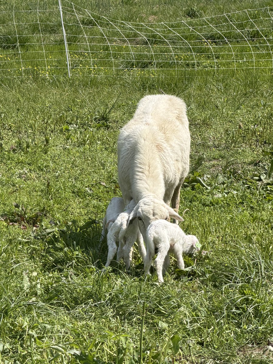 farmer Todd 🐄🐐🐖🐑🦙🐓 tweet media