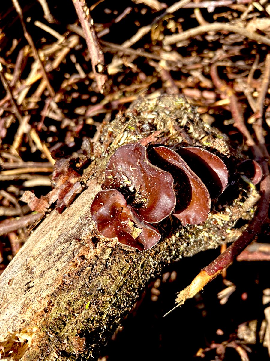 緒方 晋　Susumu Ogata tweet media