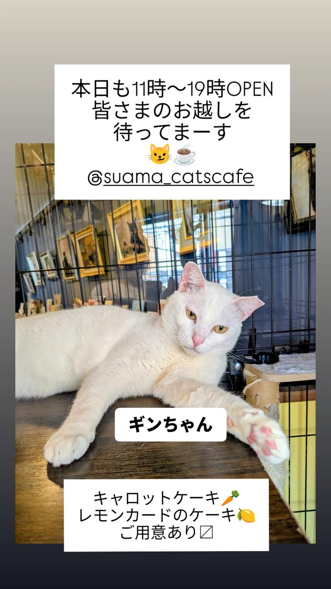 memezo's tweet photo. ｻﾀﾃﾞｰ大山deお待ちしてまーす
😼☕ @suama_catscafe https://t.co/3Xmfk7IRvB