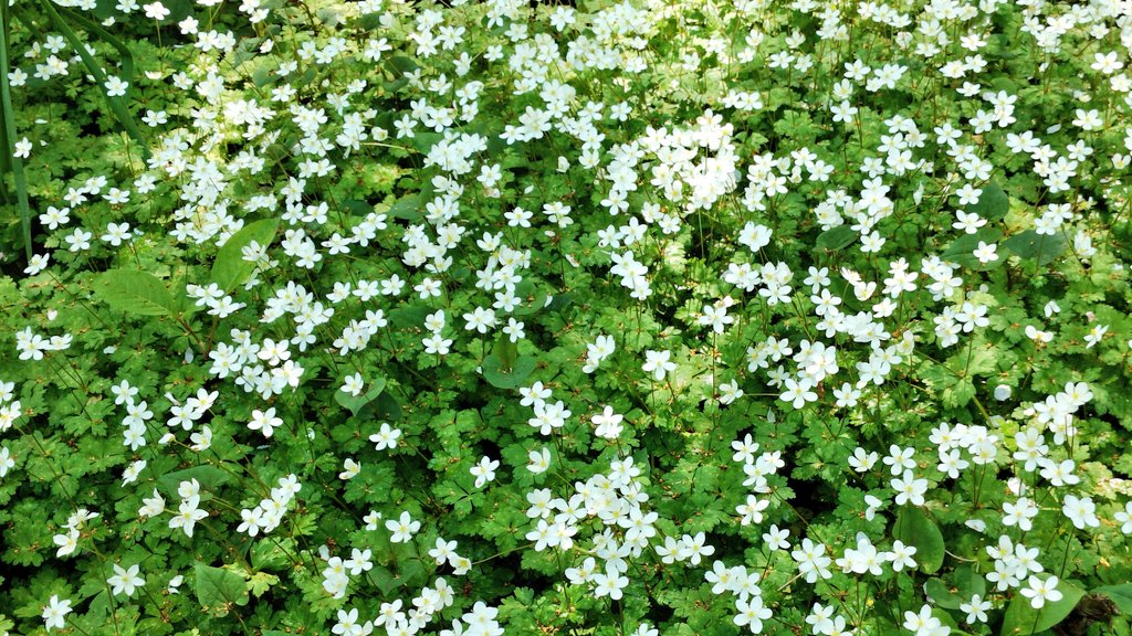 今日の小豆沢ニリンソウ😊
花丈がだいぶ高くなってきました

#板橋の春