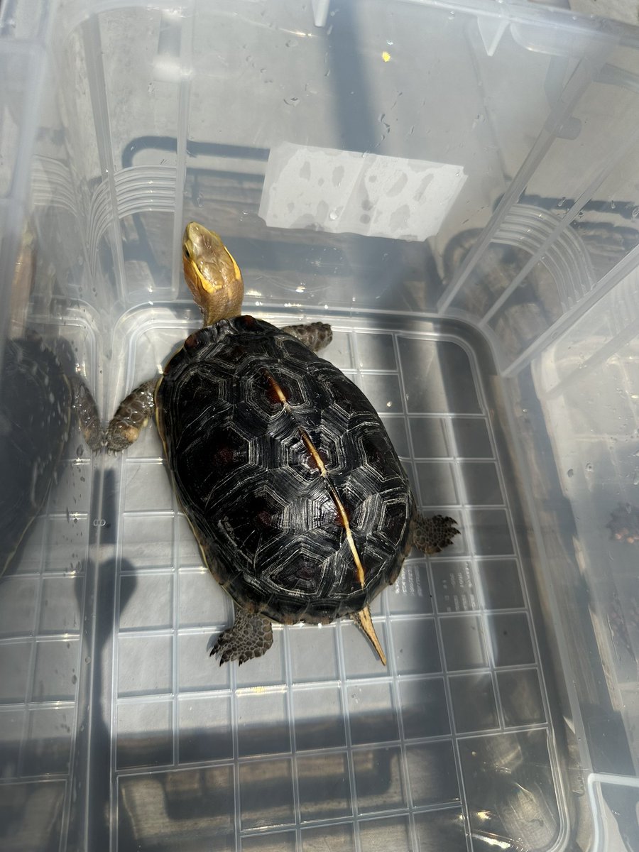 爬虫類ショップ 天和（tenwa_reptiles） tweet media