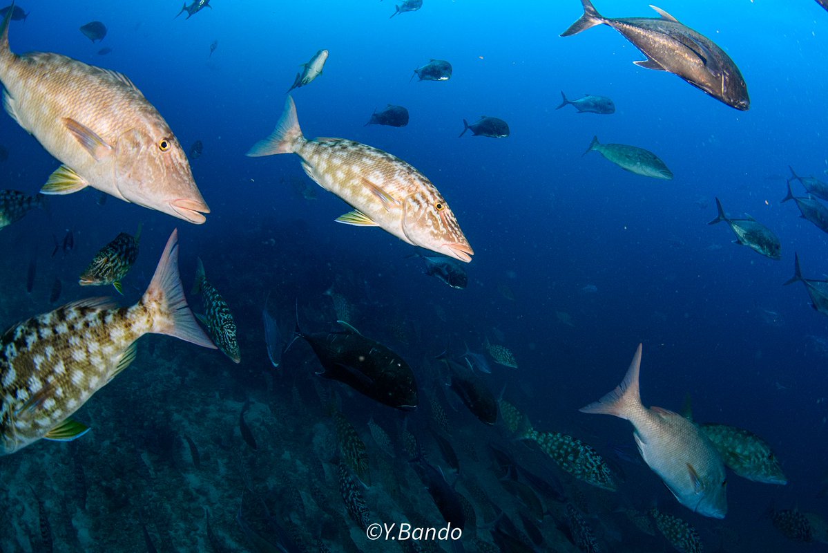 ban-chan tweet media