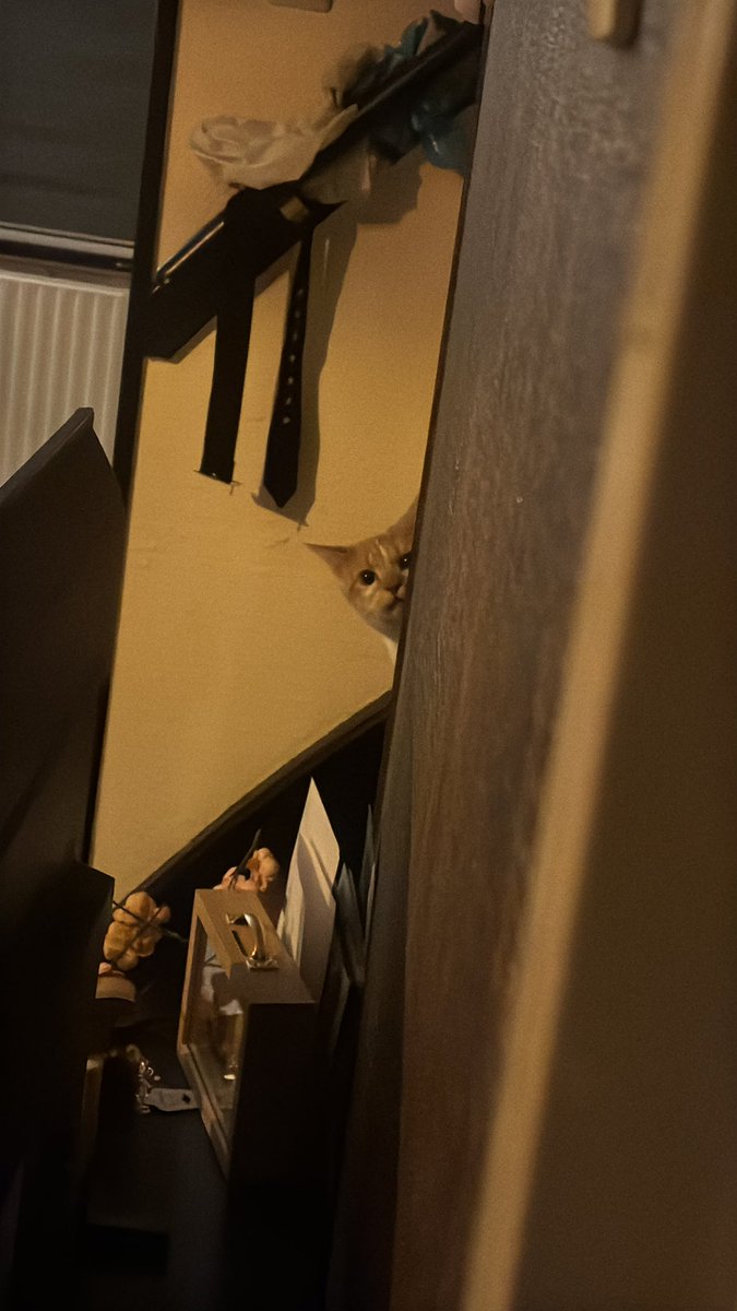 CosaNostrA61 tweet media