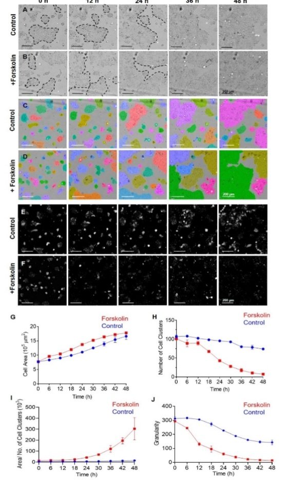 DeepakNModi's tweet image. Preprint alert 
A new method to study cell fusion in real time 
#cellbiology #highcontent #HCS 

biorxiv.org/content/10.648…