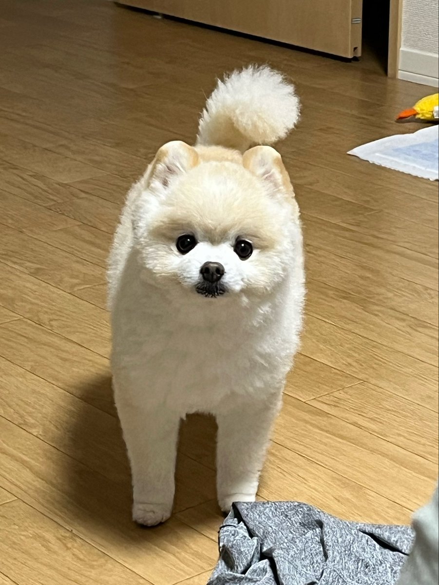 ぽんすけ大先生 tweet media