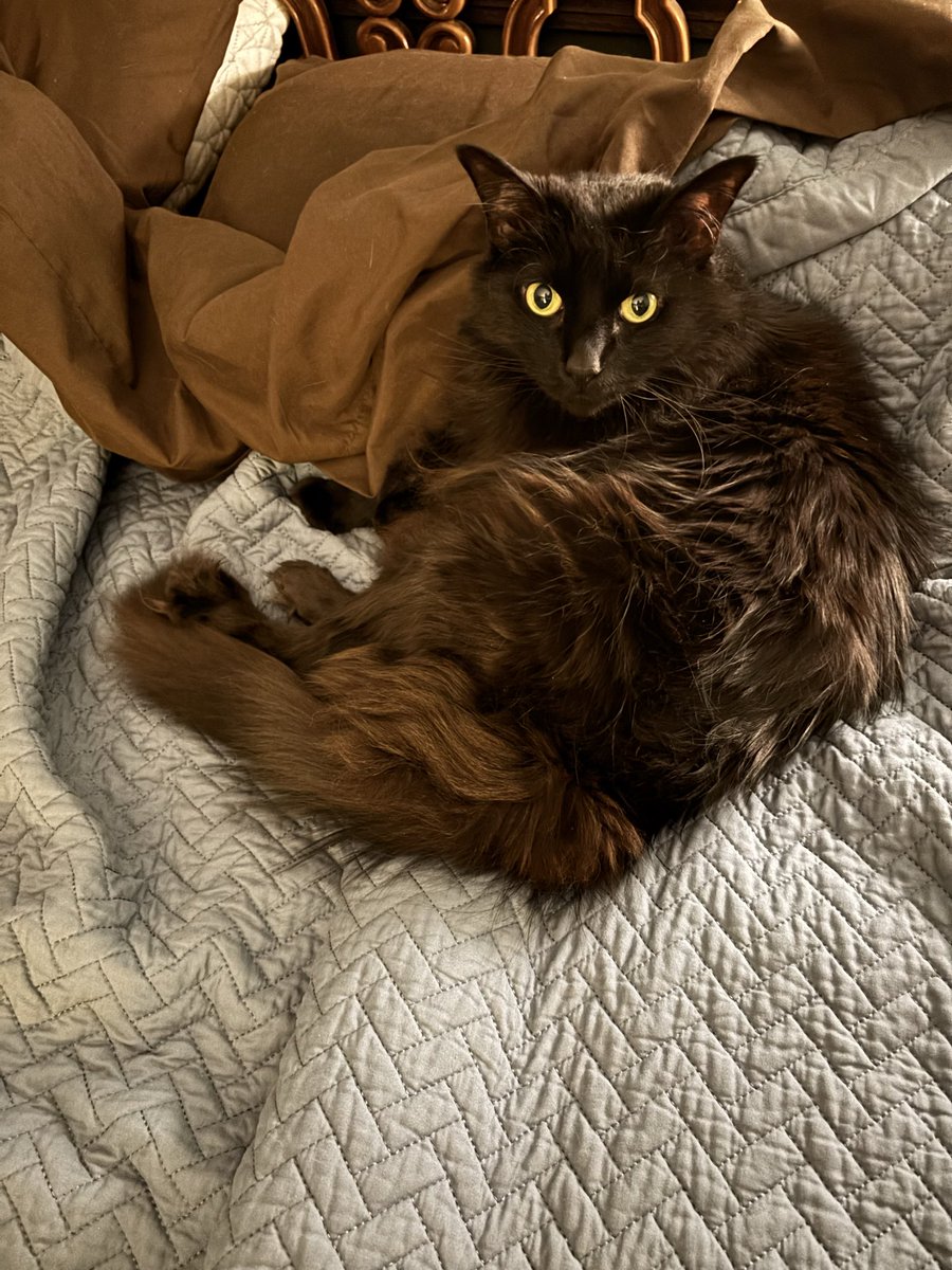 Elizabeth Bramon tweet media