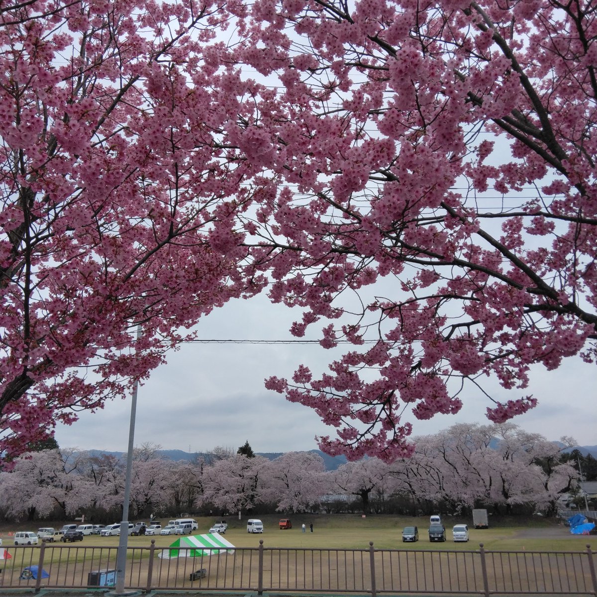 ますみ 🌈52周年のアルフィーと共に歩む🌈🍀 tweet media