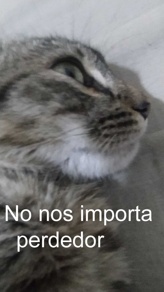 Le tomé esta foto a mi gato y no pude evitar hacerlo meme