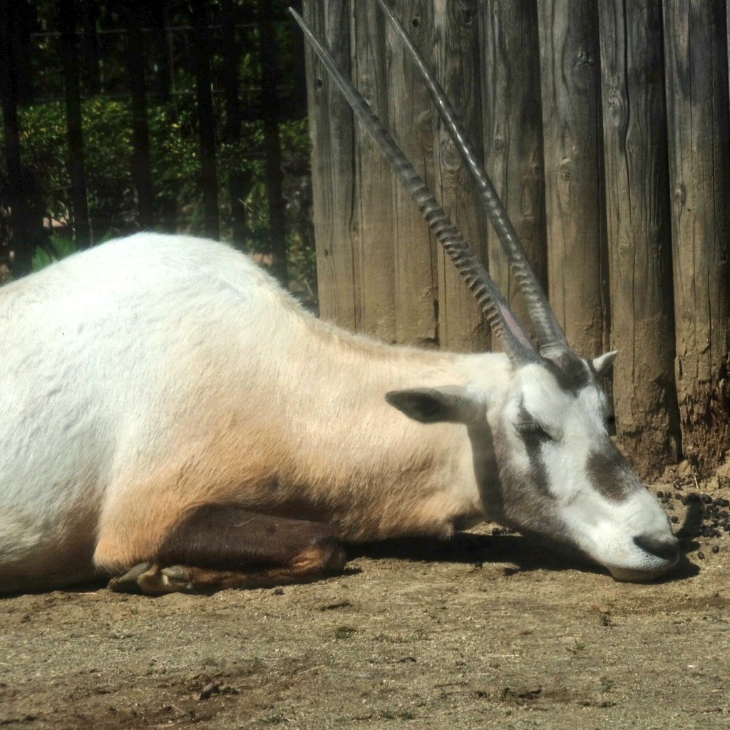 パンダバ tweet media