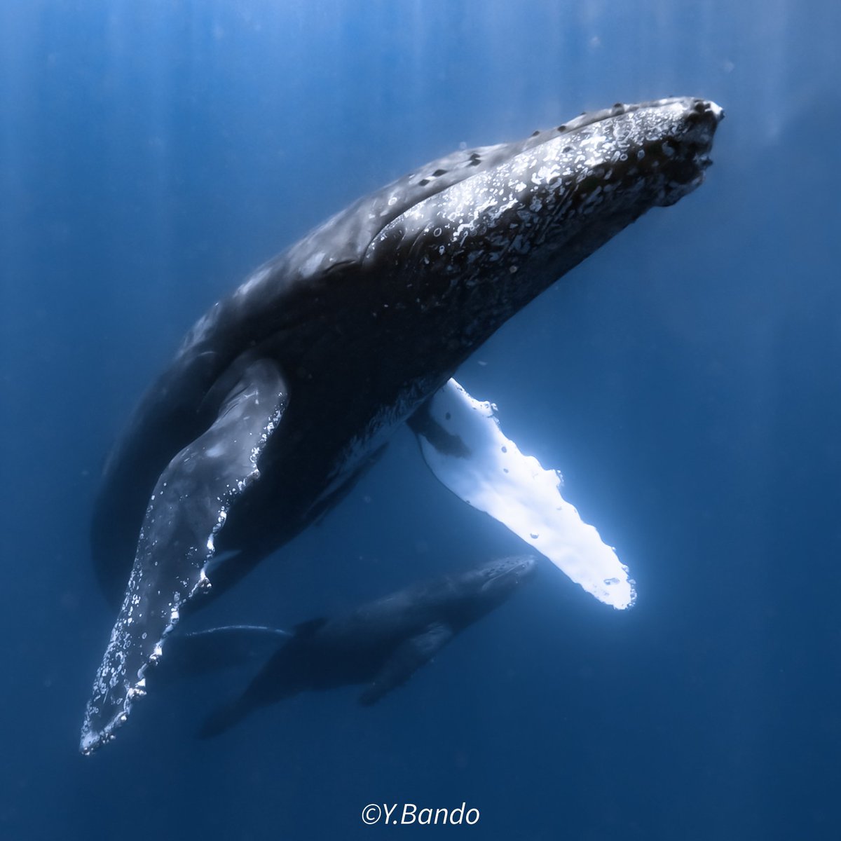 ban-chan tweet media