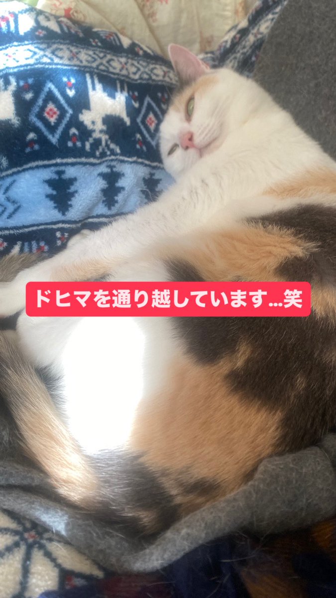 カレー屋ロストコーナー tweet media