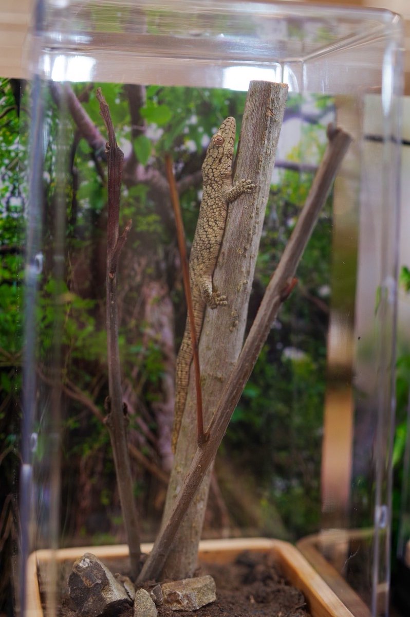 CONPEE3's tweet image. ブリーダーズストリートに出展させていただいております🌱
自然と調和したブース作りを行いました。
生体はクチサケヤモリのみの特化型ブースです🦎☀️(いつも)
よろしくおねがいします🌸

#BS
#ブリーダーズストリート