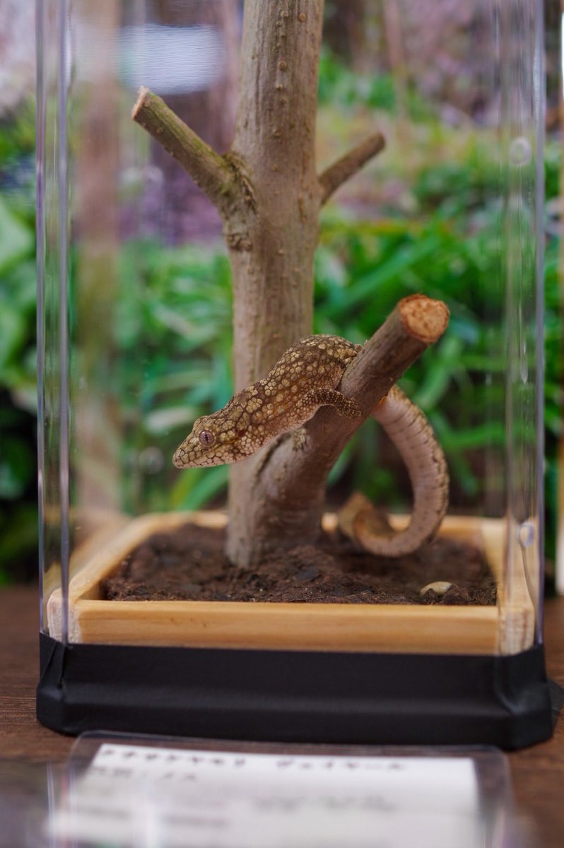 CONPEE3's tweet image. ブリーダーズストリートに出展させていただいております🌱
自然と調和したブース作りを行いました。
生体はクチサケヤモリのみの特化型ブースです🦎☀️(いつも)
よろしくおねがいします🌸

#BS
#ブリーダーズストリート