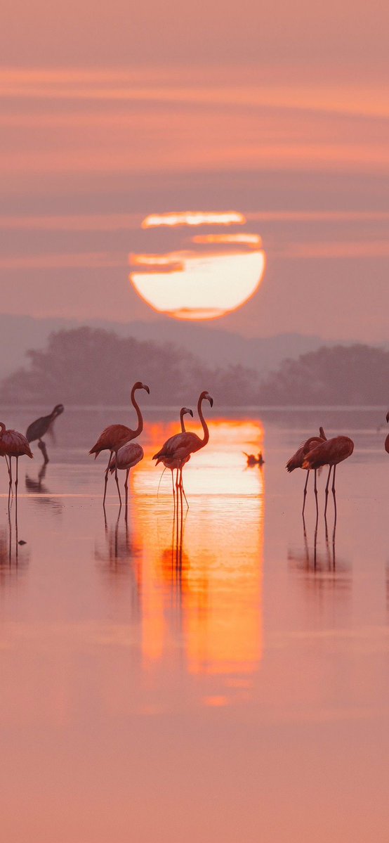 Leslie Stanley ღ🦝 tweet media