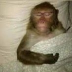 diego troste tweet media