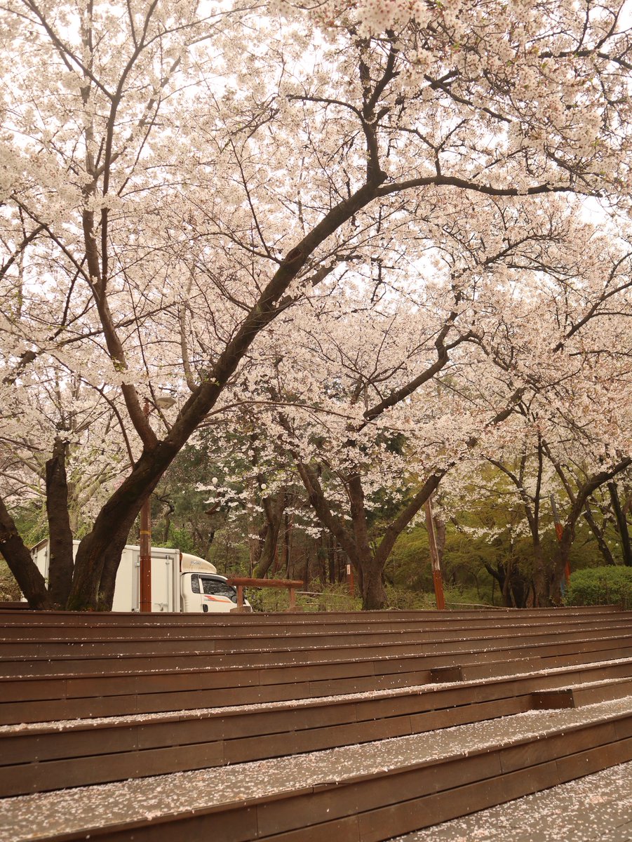 ansii 🐚🪷🌸 tweet media