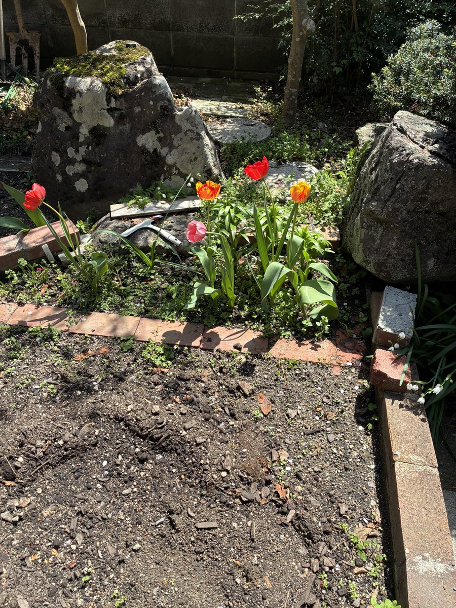 チューリップ咲いてる