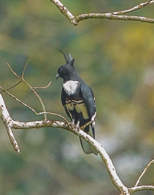 Parveen Kaswan, IFS tweet media