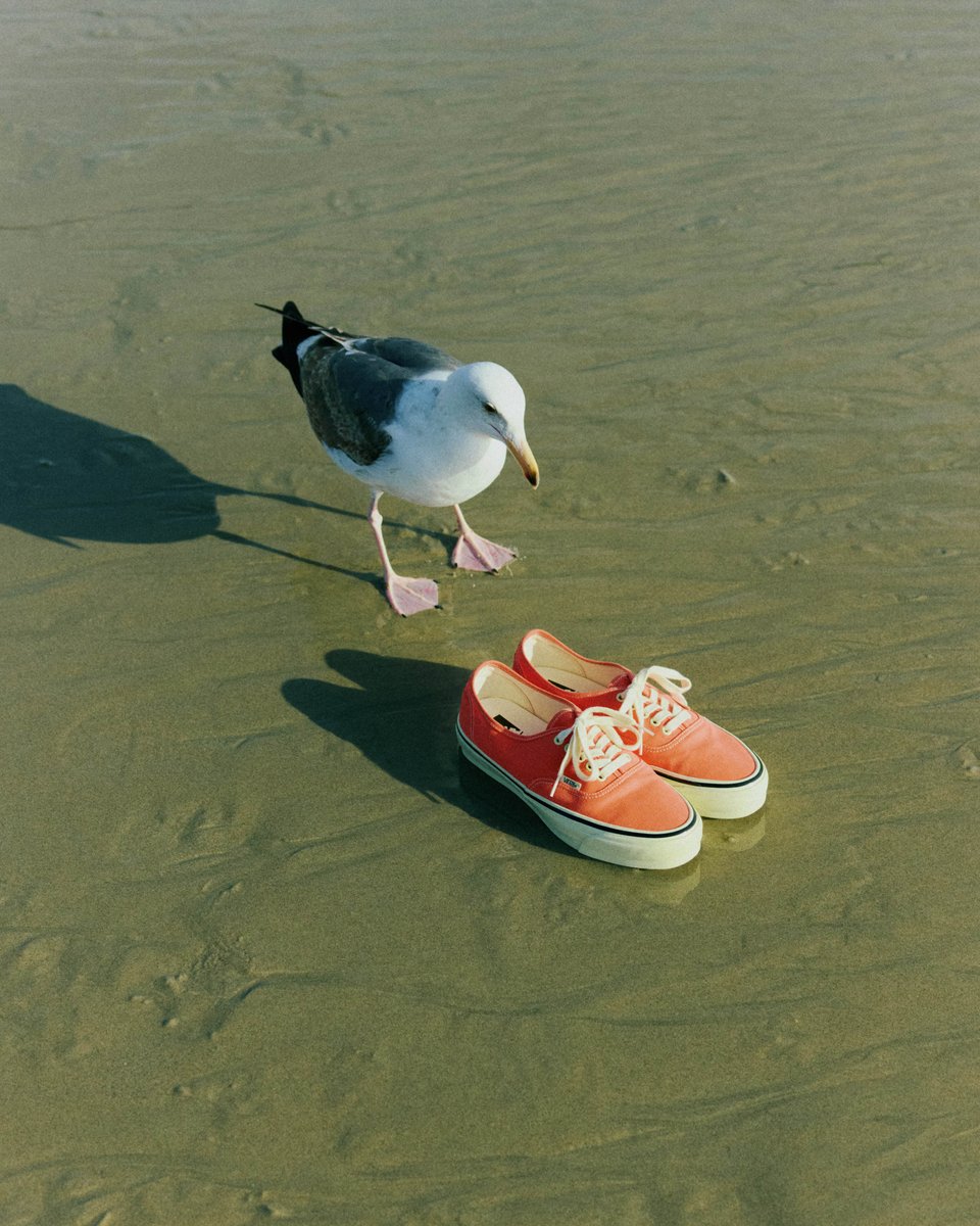 BEAMS_JP's tweet photo. 〈Vans × BEAMS BOY〉特別な『Authentic』が登場🍊✨

日焼けしたようなオレンジや黄みがかったソールなど、80sのデッドストックを思わせる風合いを忠実に再現👏
クリアソールに忍ばせた“寝ころびハート”が、歩くたびに心をくすぐります😆

＼5.1（金）発売！／ 
詳細はこちらから🌵
🔗https://t.co/TwspvWOG1d

#オーセンティック
#ビームスボーイ