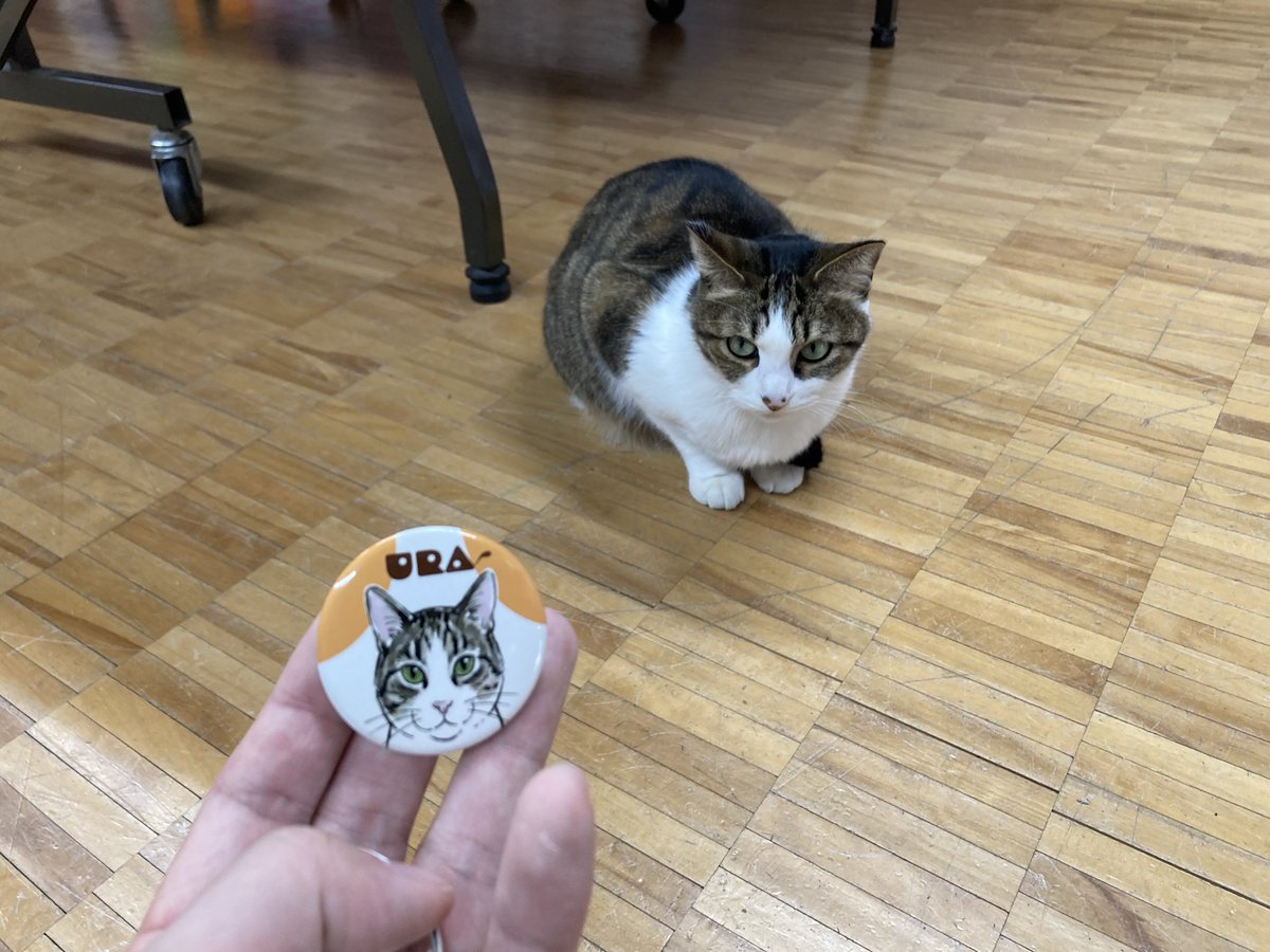 GREENCAR5's tweet photo. 温泉ミュージアムの看板猫たちのねこかんバッジが販売開始！　
売上はご飯代や病院代になるとのこと https://t.co/TFoWpFlamO