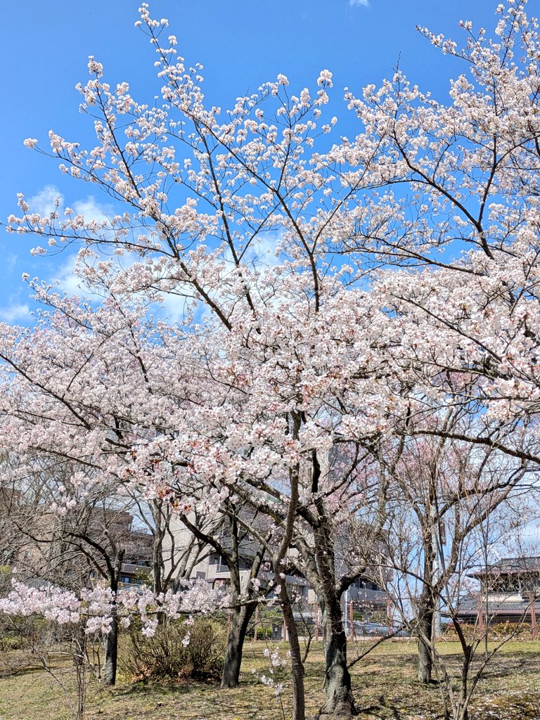 ちょっと風が強いけど
今日は
ホームの試合がないので
まったり公園散歩中

SUNNY SITE COFFEEの
キャラメルラテ
最高に美味しかったです☺

#TLを花でいっぱいにしよう
#七北田公園