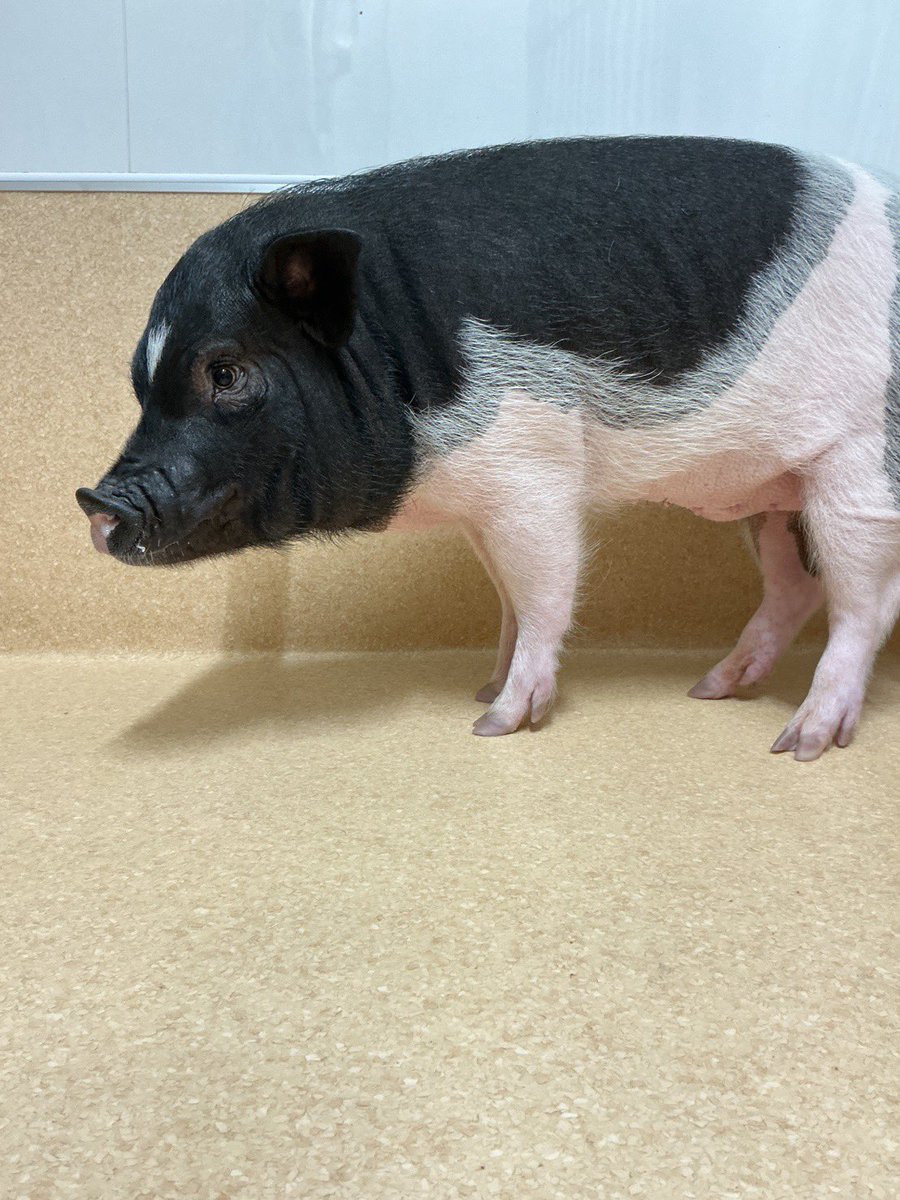 まりお tweet media