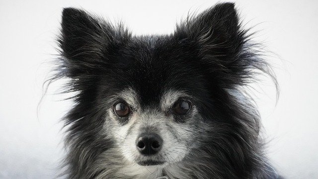 Labchoy Pintac tweet media