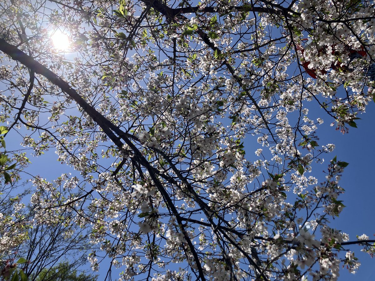 ダービー tweet media