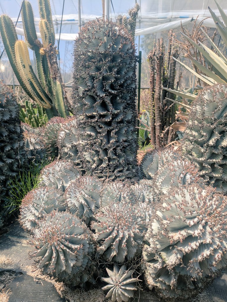 ハゲ散らカクタス店長岡田の草の趣味 tweet media