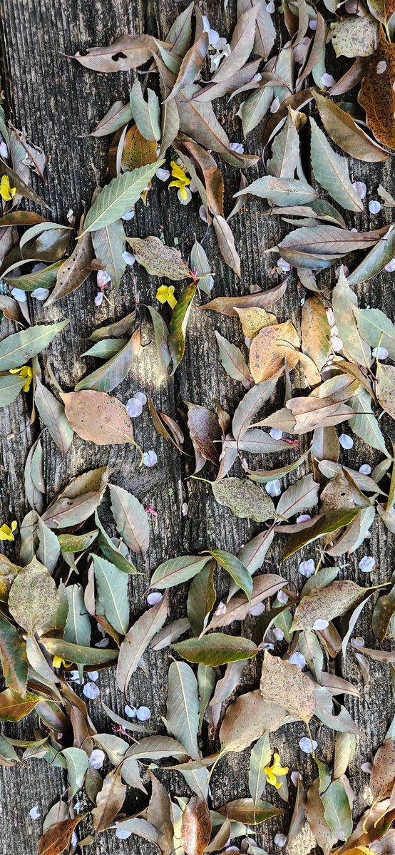 今年の桜は楽しめる期間が
短かったような気がしますね。

桜吹雪と楠の枯れ葉に埋もれてる『三歩書店』、上天気のもと絶賛営業中ッ❗あったかい❗