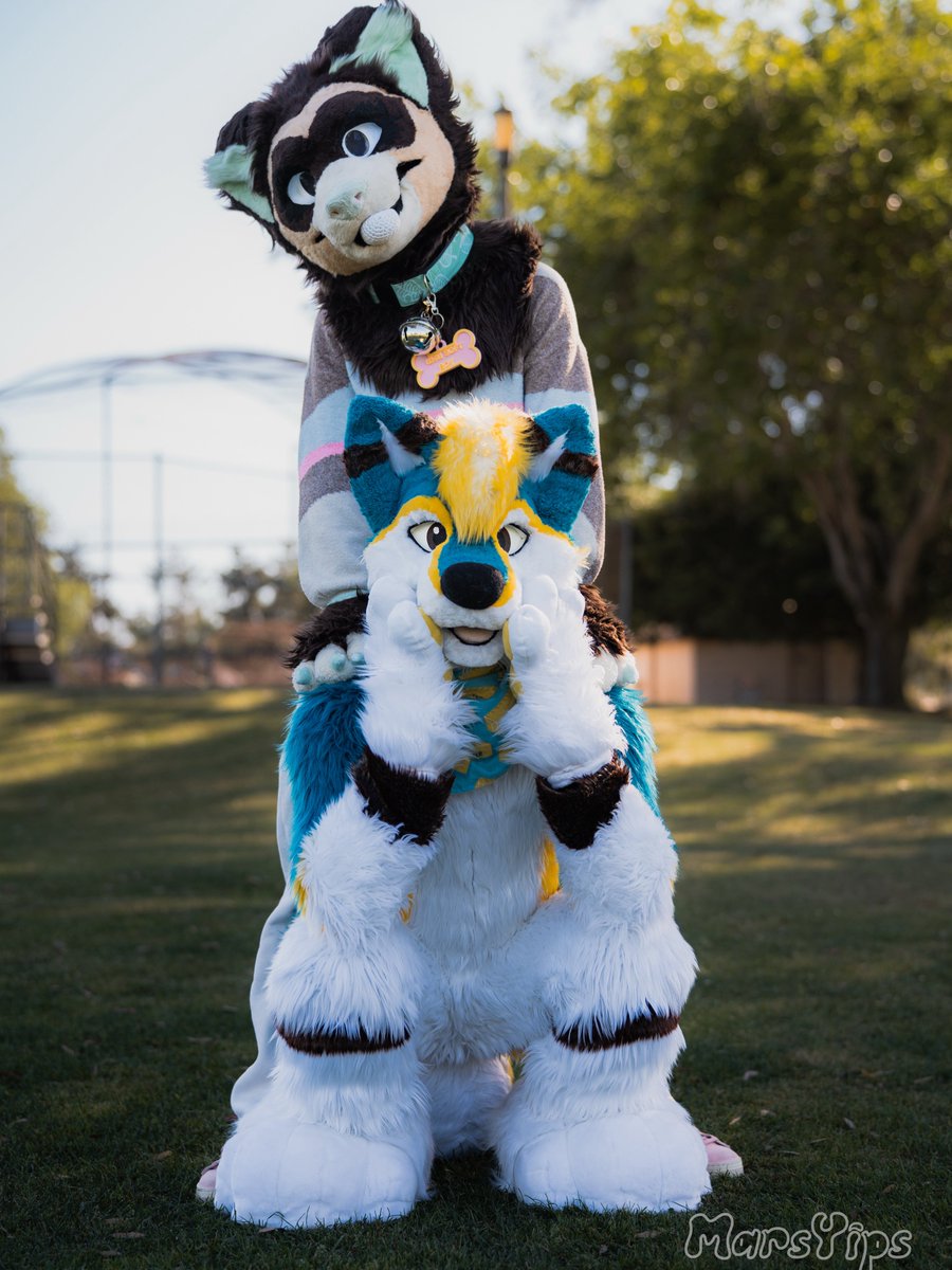 DannoDoggo's tweet photo. Dogs are supposed to wear the collar! 
#FursuitFriday 
📸 @MarsYips https://t.co/jetIf6EGNR