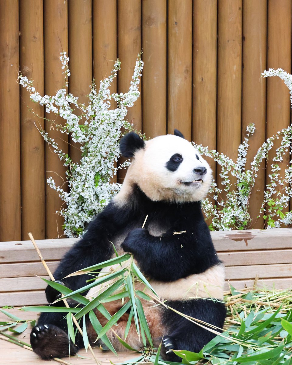 FULIGHT.BAO tweet media