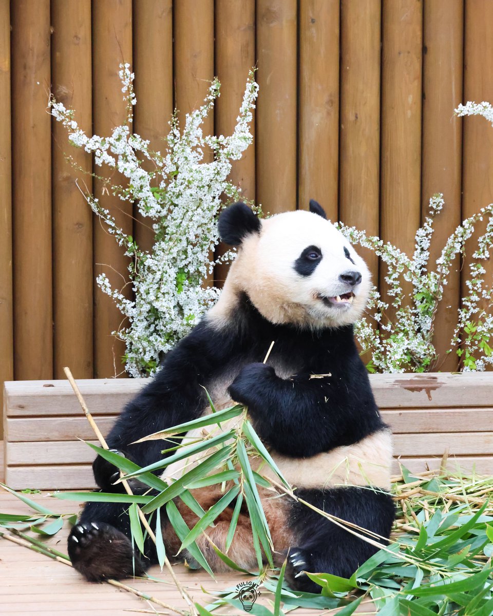 FULIGHT.BAO tweet media