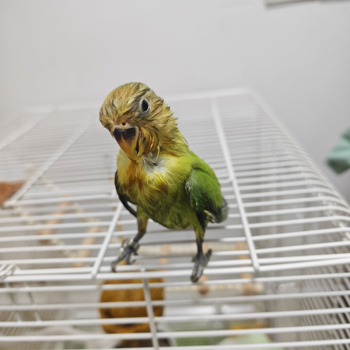 不必在意 tweet media