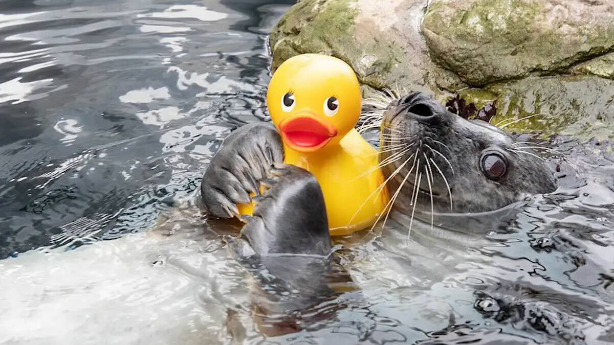 好き好き黄色い子！アヒルのおもちゃに夢中なアザラシ
karapaia.com/archives/59671…

アメリカの水族館で暮らす33歳のゼニガタアザラシは、黄色いアヒルのおもちゃに夢中だ。一緒に水遊びをしたり、寄り添って、愛情たっぷり抱きしめる姿は…