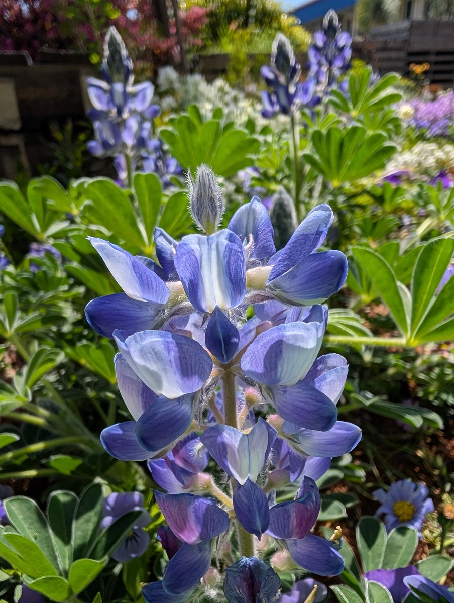 おはようございます😊
ルピナスです
花言葉は「想像力」「貪欲」「あなたは私の安らぎ」

何だか毎日、疲れが取れないです
日中も凄く眠たい
何も考えず、１日のんびり過ごせる日が欲しいです
朝からごめんなさい
#ＴＬを花でいっぱいにしよう