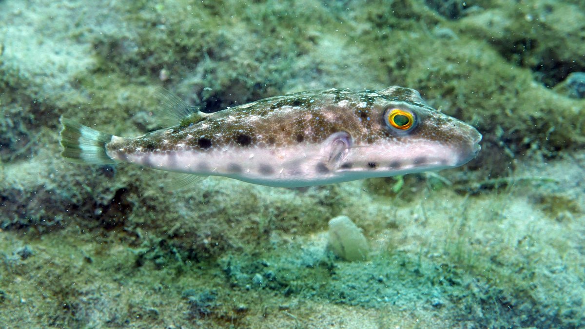 Daily Dive Pic tweet media