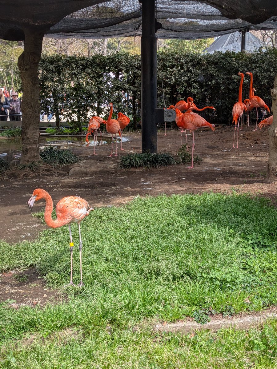 おはようございます☀
上野動物園を紹介🦩
アフリカの鳥ハシビロコウとフラミンゴ🦩
上野動物園にはオス1羽メス3羽のハシビロコウがいます。
こんなにすぐ近くでハシビロコウ見れたのは初めてです😃

昨日は大荒れ今日は朝から快晴のお出かけ日和です🙆
今日も素敵な1日を🌸