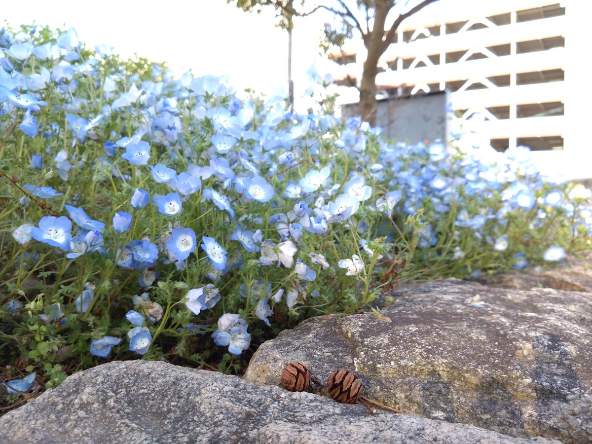 ちさと tweet media