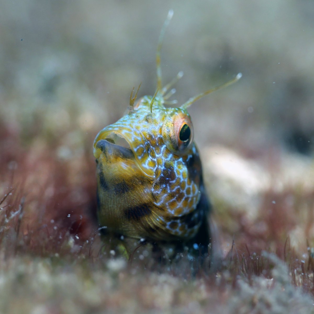 Daily Dive Pic tweet media