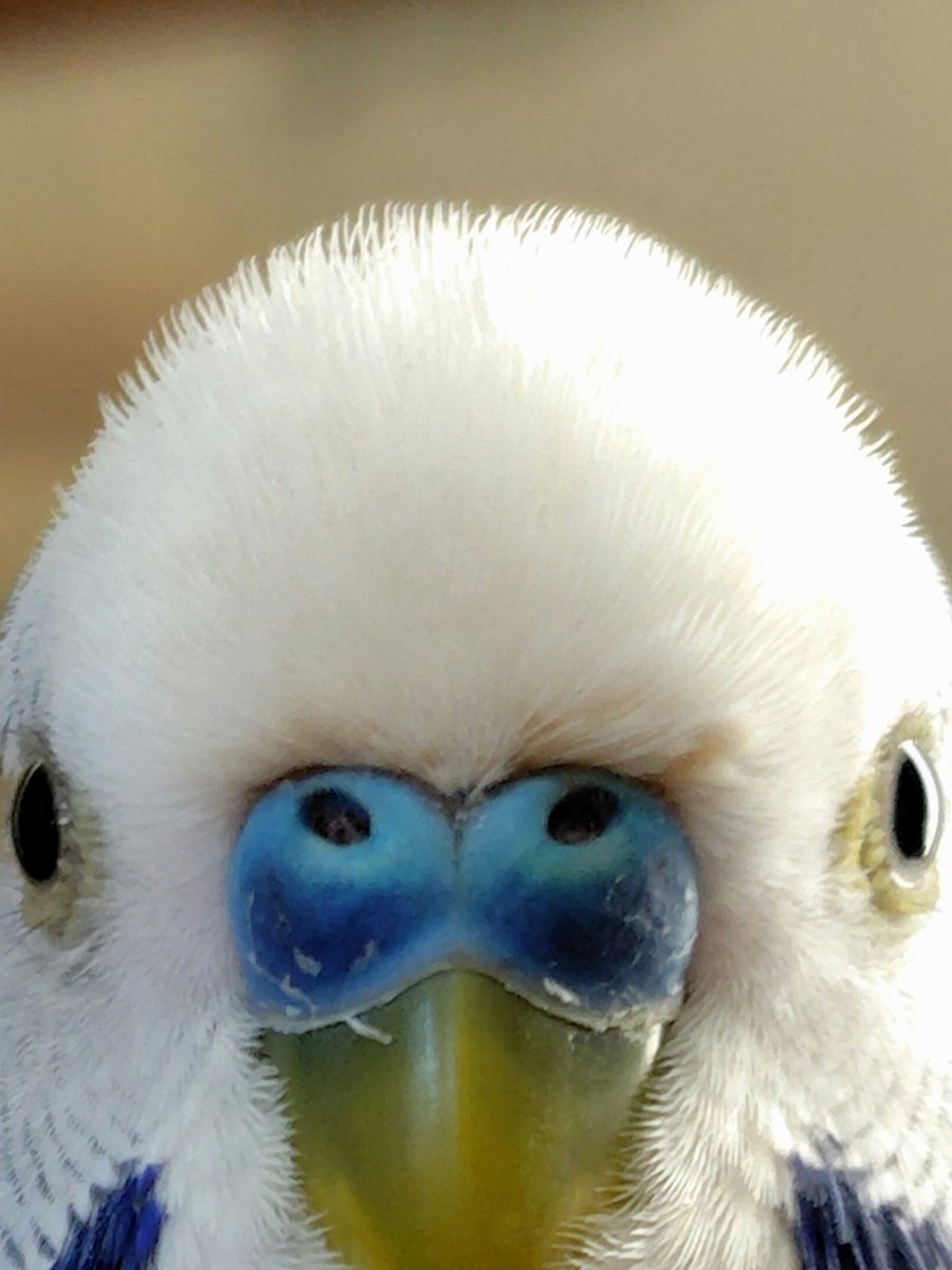 チーコとクー tweet media