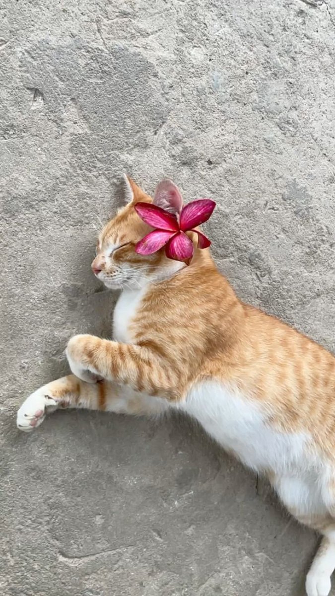 𝑝𝑢𝑟𝑒 tweet media