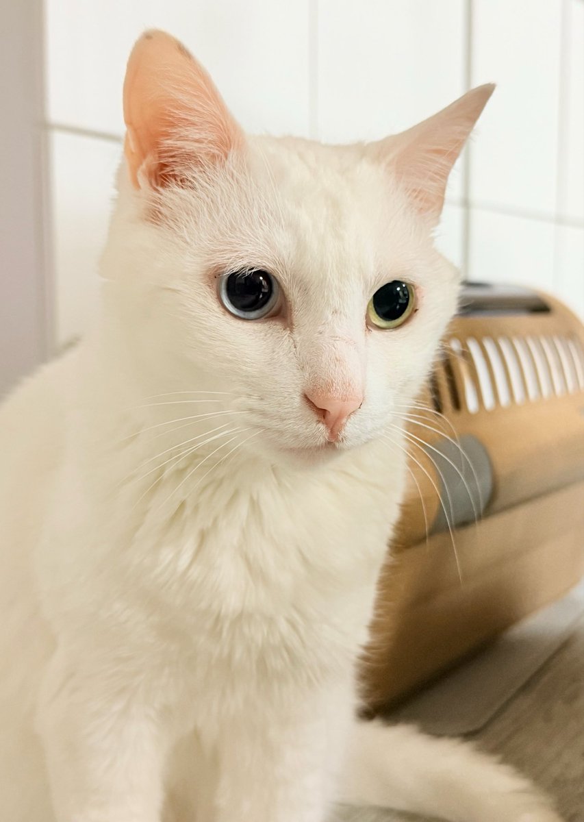 MickeyP(pechonyan) tweet media