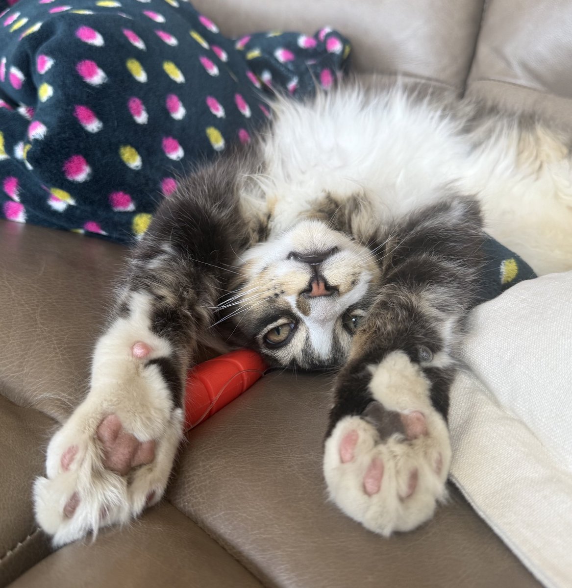 Primrose Alaska 🌺❄️ tweet media