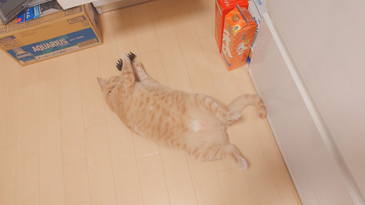 加賀ﾏﾈｼﾞｬ tweet media