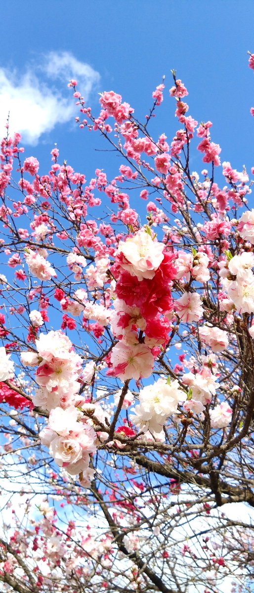 ゆーえぬ tweet media