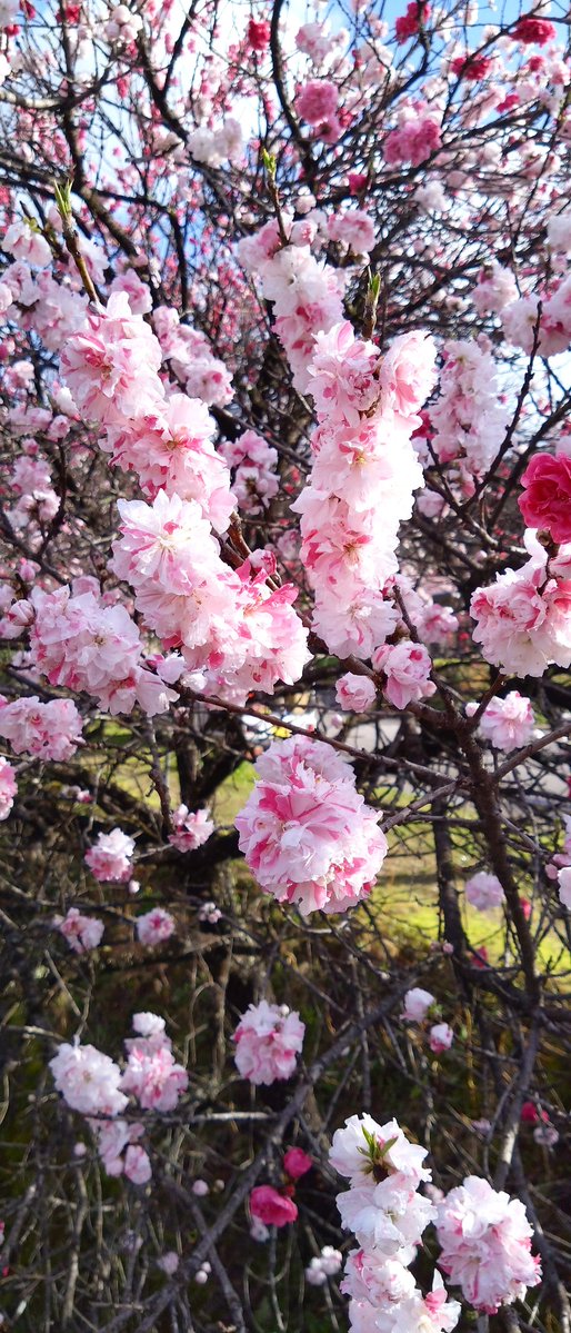 ゆーえぬ tweet media