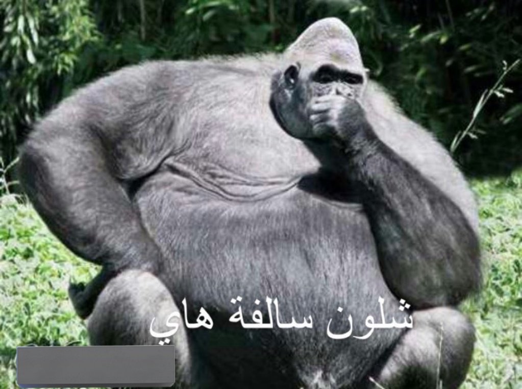 iroquois tweet media