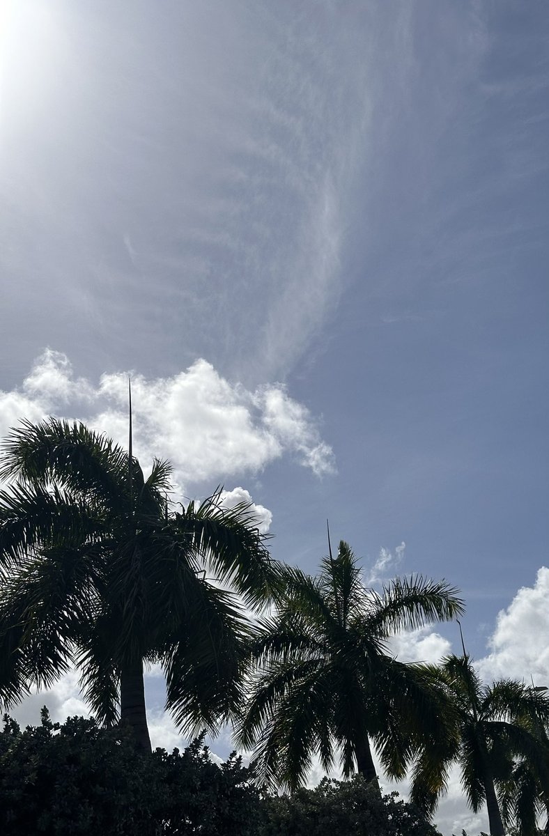 Hello Palm trees 🌴☀️